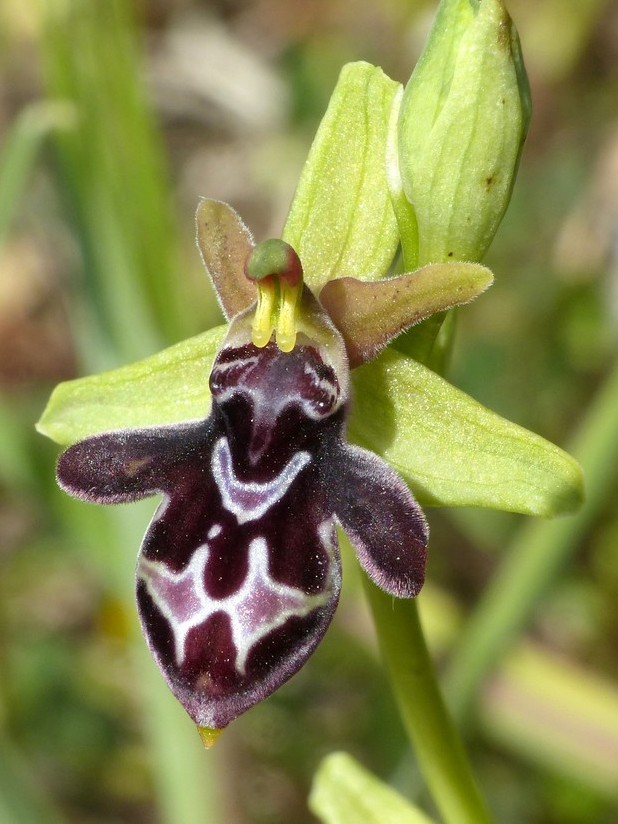 Ophrys cretica, Ophrys episcopalis  Creta aprile 2016